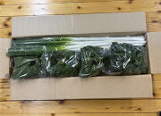 【先行予約】八雲産軟白ねぎ1kg+寒ちぢみほうれん草800gセット(2025年12月中旬以降発送開始予定)&nbsp;【&nbsp;野菜&nbsp;ネギ&nbsp;ホウレン草&nbsp;やさい&nbsp;ホウレンソウ&nbsp;葉物野菜&nbsp;北海道&nbsp;八雲町&nbsp;】