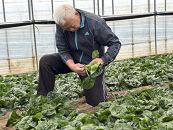 【先行予約】八雲産軟白ねぎ1kg+寒ちぢみほうれん草800gセット(2025年12月中旬以降発送開始予定)&nbsp;【&nbsp;野菜&nbsp;ネギ&nbsp;ホウレン草&nbsp;やさい&nbsp;ホウレンソウ&nbsp;葉物野菜&nbsp;北海道&nbsp;八雲町&nbsp;】