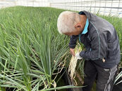 【先行予約】八雲産軟白ねぎ1kg+寒ちぢみほうれん草800gセット(2025年12月中旬以降発送開始予定)&nbsp;【&nbsp;野菜&nbsp;ネギ&nbsp;ホウレン草&nbsp;やさい&nbsp;ホウレンソウ&nbsp;葉物野菜&nbsp;北海道&nbsp;八雲町&nbsp;】