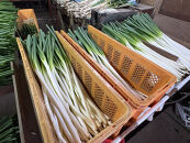 【先行予約】八雲産軟白ねぎ1kg+寒ちぢみほうれん草800gセット(2025年12月中旬以降発送開始予定)&nbsp;【&nbsp;野菜&nbsp;ネギ&nbsp;ホウレン草&nbsp;やさい&nbsp;ホウレンソウ&nbsp;葉物野菜&nbsp;北海道&nbsp;八雲町&nbsp;】