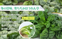 八雲産軟白ねぎ1kg+寒ちぢみほうれん草800gセット&nbsp;【&nbsp;野菜&nbsp;ネギ&nbsp;ホウレン草&nbsp;やさい&nbsp;ホウレンソウ&nbsp;葉物野菜&nbsp;北海道&nbsp;八雲町&nbsp;】
