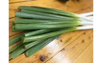 八雲産軟白ねぎ1kg+寒ちぢみほうれん草800gセット&nbsp;【&nbsp;野菜&nbsp;ネギ&nbsp;ホウレン草&nbsp;やさい&nbsp;ホウレンソウ&nbsp;葉物野菜&nbsp;北海道&nbsp;八雲町&nbsp;】