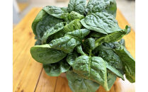 八雲産軟白ねぎ1kg+寒ちぢみほうれん草800gセット&nbsp;【&nbsp;野菜&nbsp;ネギ&nbsp;ホウレン草&nbsp;やさい&nbsp;ホウレンソウ&nbsp;葉物野菜&nbsp;北海道&nbsp;八雲町&nbsp;】