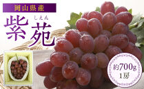 岡山県産 冬ぶどう「紫苑」 1房 約700g 2025年発送【紫苑 葡萄 ぶどう 果物 くだもの フルーツ 岡山県産 贈答用 ギフト 1房 700g おすすめ 人気 新鮮】