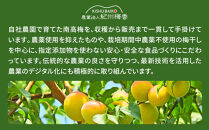 訳あり&nbsp;無添加&nbsp;梅干し&nbsp;紀州梅香の減塩3%つぶれ梅&nbsp;約1kg(500g&nbsp;x&nbsp;2)&nbsp;中~大粒&nbsp;はねだし梅&nbsp;紀州南高梅&nbsp;産直)&nbsp;3-G［KU3］
