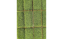 【令和7年産】南魚沼塩沢産コシヒカリ＜yusui＞5kg　白米