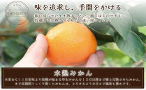 和歌山県産&nbsp;早生温州みかん&nbsp;秀品&nbsp;Mサイズ&nbsp;3kg&nbsp;[Sn2]