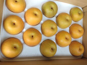 訳あり 鳥取県産 新甘泉 梨 5kg (10玉～15玉)｜訳あり 梨 なし 新甘泉梨 新甘泉 5kg 果物 フルーツ ナシ 甘い 果汁 和梨 箱 甘み くだもの 国産 果実 鳥取県 三朝町