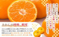 みかん&nbsp;うま採り&nbsp;箱込約&nbsp;5kg（内容量4.4kg）&nbsp;光センサー選別&nbsp;みかんの会厳選&nbsp;サイズミックス&nbsp;和歌山県産&nbsp;産地直送&nbsp;【みかんの会】［2025年11月中旬より順次出荷予定］