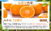 みかん&nbsp;うま採り&nbsp;箱込約&nbsp;7.5kg（内容量6.8kg）&nbsp;光センサー選別&nbsp;みかんの会厳選&nbsp;サイズミックス&nbsp;和歌山県産&nbsp;産地直送&nbsp;【みかんの会】［2025年11月中旬より順次出荷予定］