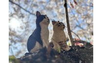 手づくり木彫りお座りねこ【キジトラ】