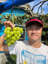 ［2025年限定］有田巨峰村三木と園の特特大シャインマスカット約1.6kg（2房）［9月下旬～10月上旬頃順次発送予定］