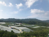 ［2025年限定］有田巨峰村三木と園の特特大シャインマスカット約1.6kg（2房）［9月下旬～10月上旬頃順次発送予定］