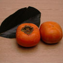 ［先行予約］厳選&nbsp;たねなし柿&nbsp;約1kg［刀根早生・平核無柿（ひらたねなしかき）］［カキ・種無柿・種無し柿・種なし柿・無核柿］［IKE282］