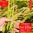 ※10月下旬より順次発送※令和7年産新米ひのひかり100%(自社保有田米) 10kg(小分け真空パック1000g×10) 福岡県 大川市