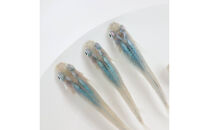 メダカ(深海)　2ペア メダカ屋えん 横浜市