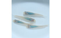 メダカ(深海)　2ペア&nbsp;メダカ屋えん&nbsp;横浜市