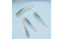 メダカ(深海)　2ペア&nbsp;メダカ屋えん&nbsp;横浜市