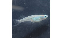 メダカ(深海)　2ペア&nbsp;メダカ屋えん&nbsp;横浜市