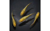 メダカ(レクリス)　1ペア&nbsp;メダカ屋えん&nbsp;横浜市