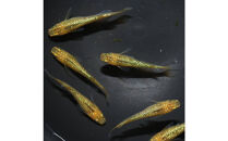 メダカ(レクリス)　1ペア&nbsp;メダカ屋えん&nbsp;横浜市