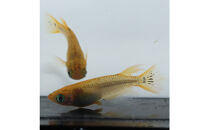 メダカ(レクリス)　1ペア&nbsp;メダカ屋えん&nbsp;横浜市