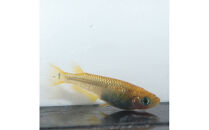 メダカ(レクリス)　1ペア&nbsp;メダカ屋えん&nbsp;横浜市