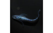 メダカ(松井ヒレ長サファイア)　1ペア メダカ屋えん 横浜市