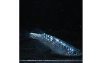 メダカ(松井ヒレ長サファイア)　1ペア&nbsp;メダカ屋えん&nbsp;横浜市