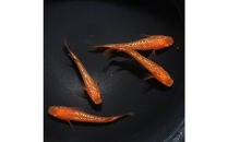 メダカ(紅華)　1ペア&nbsp;メダカ屋えん&nbsp;横浜市