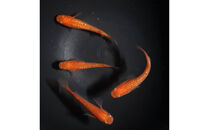 メダカ(紅華)　1ペア&nbsp;メダカ屋えん&nbsp;横浜市