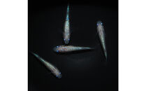 メダカ(ピンクサファイア)　1ペア&nbsp;メダカ屋えん&nbsp;横浜市