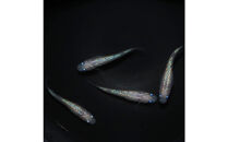 メダカ(ピンクサファイア)　1ペア&nbsp;メダカ屋えん&nbsp;横浜市