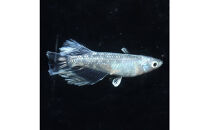 メダカ(レーヴ)　1ペア&nbsp;メダカ屋えん&nbsp;横浜市