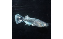 メダカ(レーヴ)　1ペア&nbsp;メダカ屋えん&nbsp;横浜市