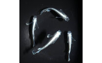 メダカ(レーヴ)　1ペア&nbsp;メダカ屋えん&nbsp;横浜市