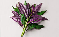 石川県産の人気野菜　贅沢詰め合わせ（夏秋）