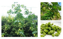 KOBE ALE (神戸エール（ビール）) 350ml缶 x 24本