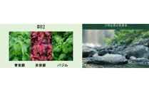 白鶴 KOBE HERBAL GIN 白風 (しらかぜ）#02 700ml瓶 （化粧箱付き）