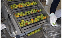 白鶴&nbsp;梅酒原酒&nbsp;720ml瓶&nbsp;x&nbsp;6本