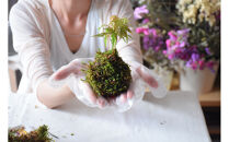 インテリアにもピッタリ！苔玉作り体験チケット