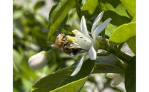 『高尾農園のはちみつ畑』春の百花蜜&nbsp;180g×2本