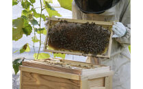 『高尾農園のはちみつ畑』夏の百花蜜&nbsp;180g×2本