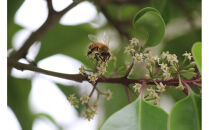 季節違いの峰山ハチミツ中瓶3本セット