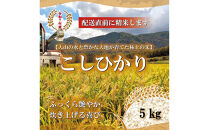 令和7年産 山崎農園こしひかり精米 5kg【新米 米 お米 こめ 白米 コシヒカリ ご飯 ごはん 白ごはん 白ご飯 鳥取県 北栄町 おすすめ 人気 2025年産 令和7年 厳選 国産 送料無料】