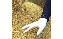 令和7年産&nbsp;山崎農園こしひかり精米&nbsp;10kg【米&nbsp;お米&nbsp;こめ&nbsp;白米&nbsp;コシヒカリ&nbsp;ご飯&nbsp;ごはん&nbsp;白ごはん&nbsp;白ご飯&nbsp;鳥取県&nbsp;北栄町&nbsp;おすすめ&nbsp;人気&nbsp;2025年産&nbsp;令和7年&nbsp;厳選&nbsp;国産&nbsp;送料無料】