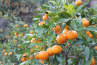 大玉有田みかん 10kg 2L・3Lサイズ