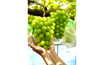 【先行予約2026年8月頃発送】大府市産　シャインマスカット1.4kg(2～3房入）