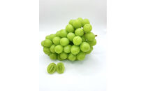 【先行予約2026年8月頃発送】大府市産　シャインマスカット800g（1房入り）