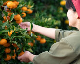 採れたて甘い手摘み有田みかん 5kg M・Lサイズ